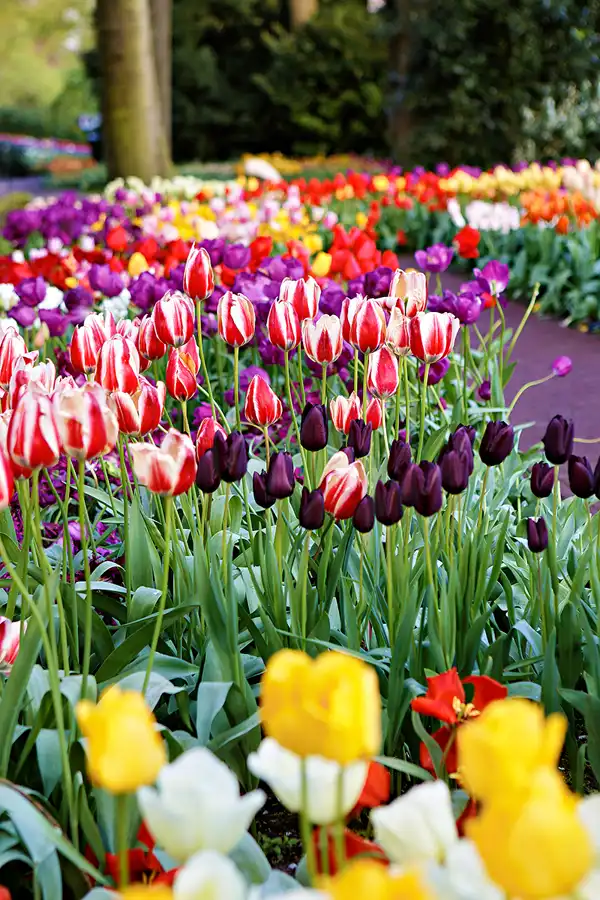 013 | 2024 | Lisse | Keukenhof | © carsten riede fotografie