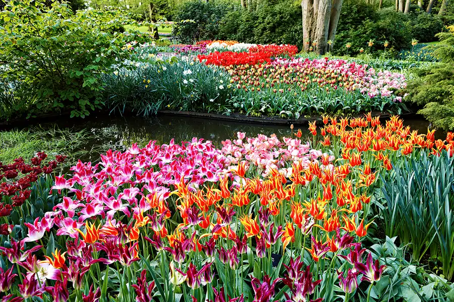 018 | 2024 | Lisse | Keukenhof | © carsten riede fotografie