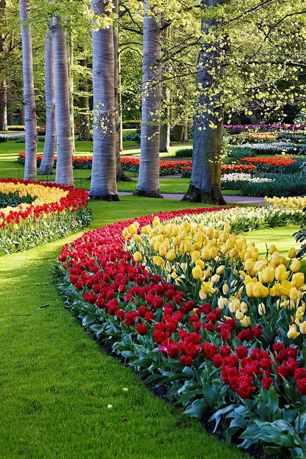 023 | 2024 | Lisse | Keukenhof | © carsten riede fotografie