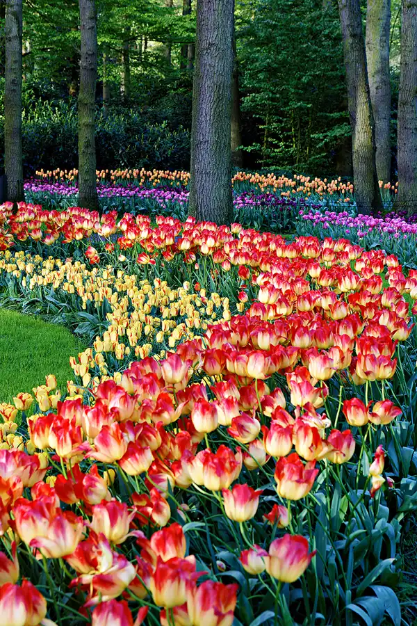 024 | 2024 | Lisse | Keukenhof | © carsten riede fotografie