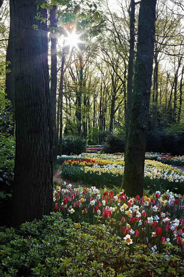 026 | 2024 | Lisse | Keukenhof | © carsten riede fotografie