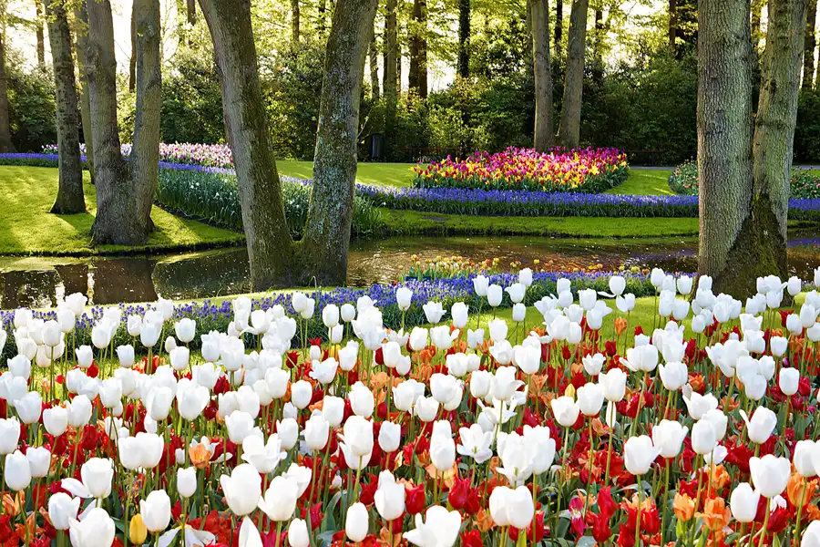 030 | 2024 | Lisse | Keukenhof | © carsten riede fotografie