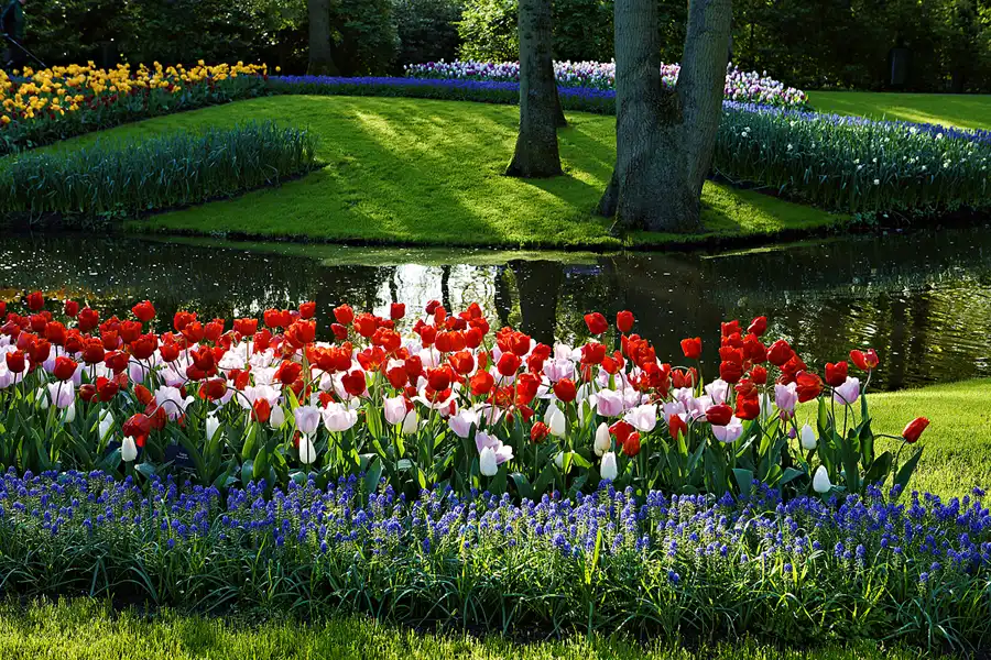 031 | 2024 | Lisse | Keukenhof | © carsten riede fotografie