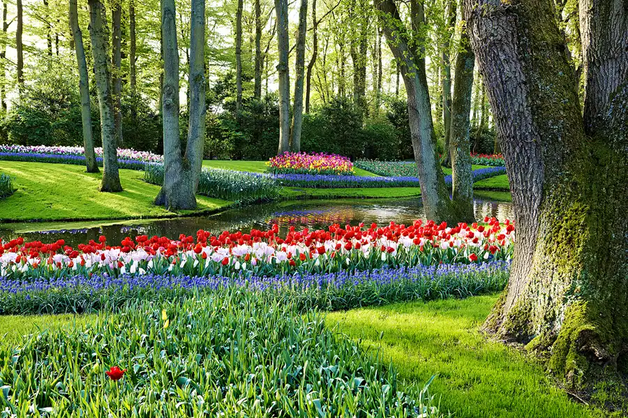 033 | 2024 | Lisse | Keukenhof | © carsten riede fotografie