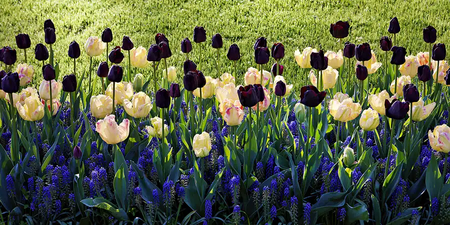 051 | 2024 | Lisse | Keukenhof | © carsten riede fotografie