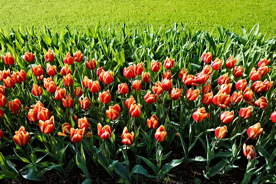 053 | 2024 | Lisse | Keukenhof | © carsten riede fotografie