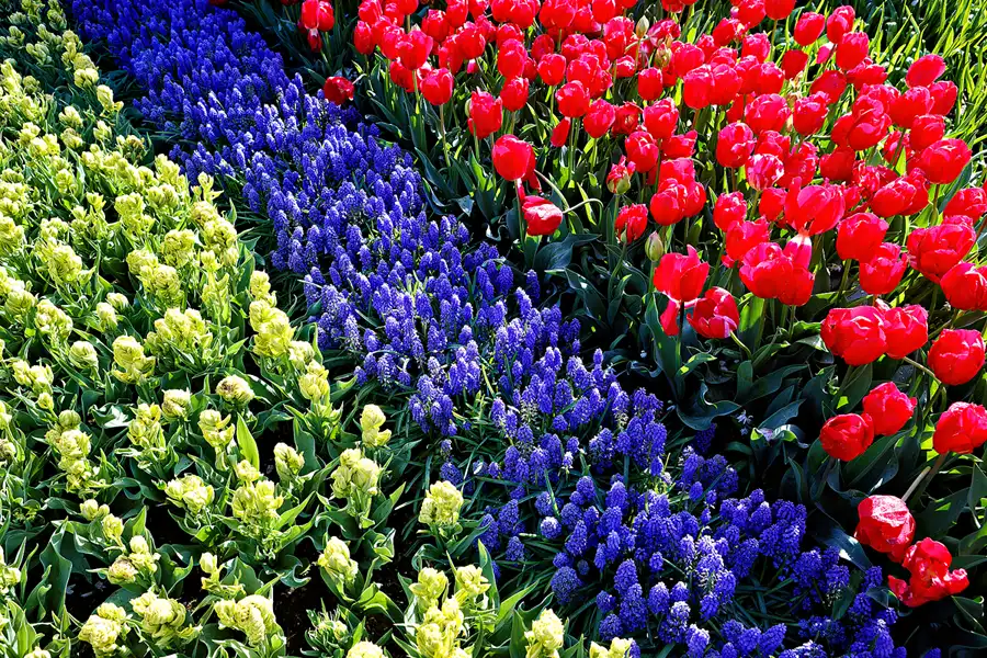 061 | 2024 | Lisse | Keukenhof | © carsten riede fotografie