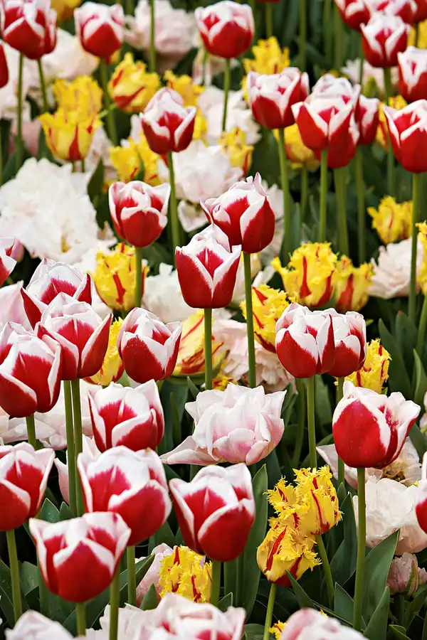 069 | 2024 | Lisse | Keukenhof | © carsten riede fotografie