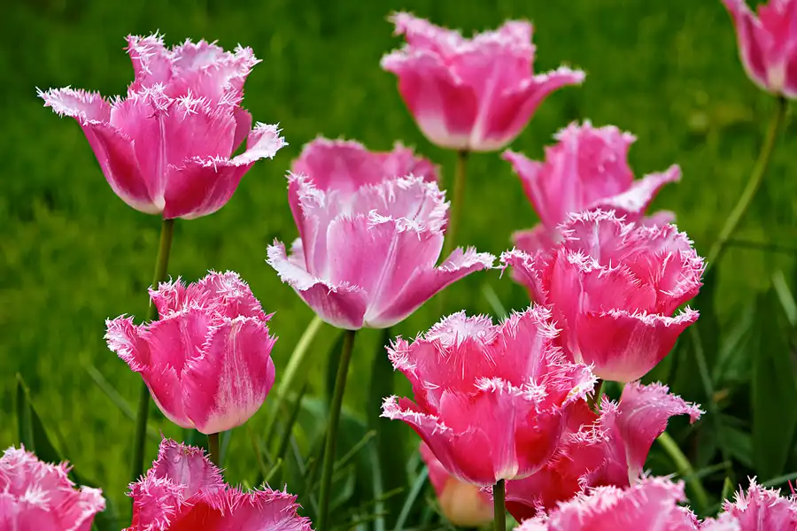 070 | 2024 | Lisse | Keukenhof | © carsten riede fotografie