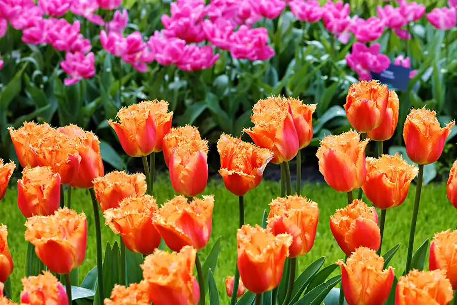 071 | 2024 | Lisse | Keukenhof | © carsten riede fotografie