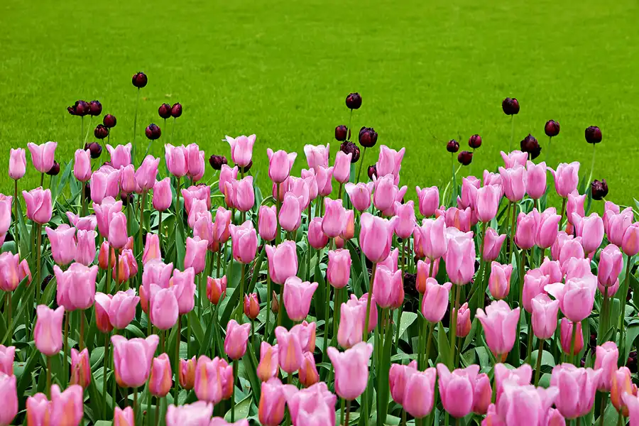 073 | 2024 | Lisse | Keukenhof | © carsten riede fotografie