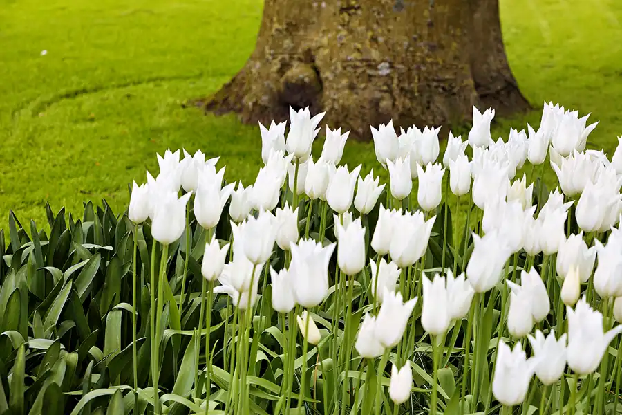 075 | 2024 | Lisse | Keukenhof | © carsten riede fotografie