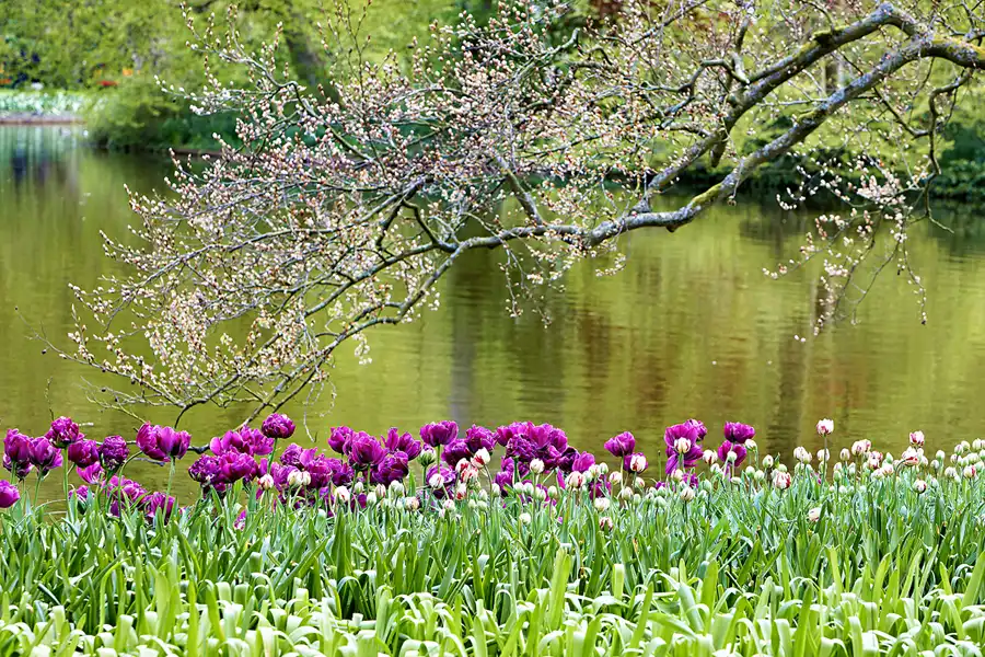 078 | 2024 | Lisse | Keukenhof | © carsten riede fotografie