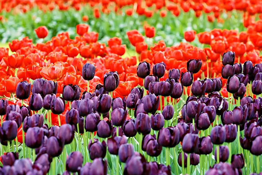 080 | 2024 | Lisse | Keukenhof | © carsten riede fotografie