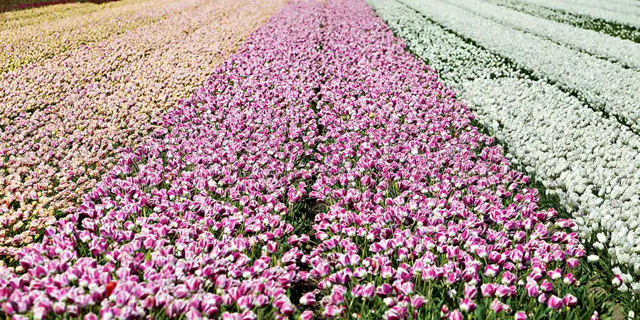 090 | 2024 | Umgebung von Sint Maartensvlotbrug | © carsten riede fotografie