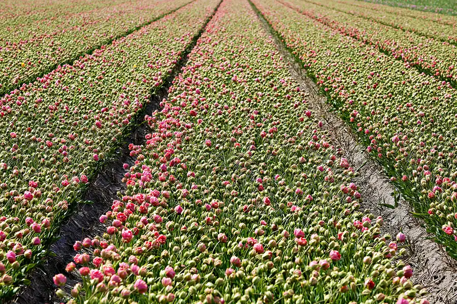 094 | 2024 | Umgebung von Sint Maartensvlotbrug | © carsten riede fotografie