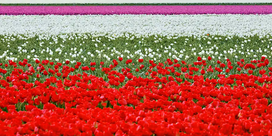 108 | 2024 | Umgebung von Sint Maartensvlotbrug | © carsten riede fotografie