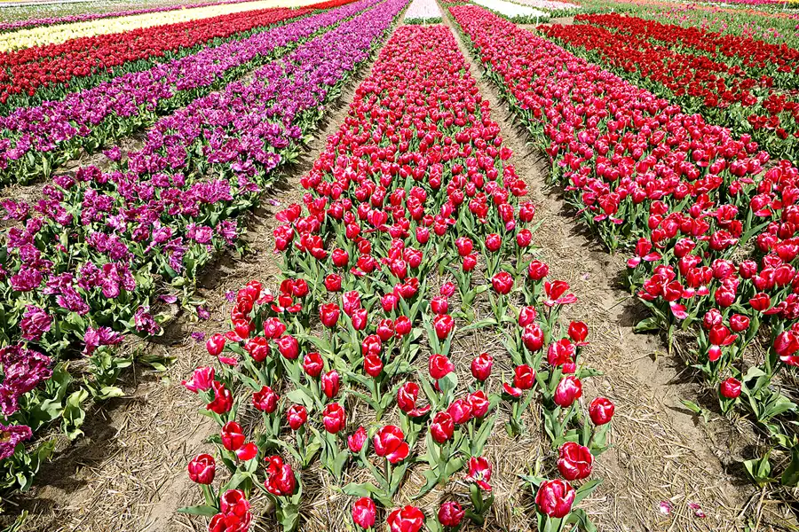 110 | 2024 | Egmond aan den Hoef | © carsten riede fotografie