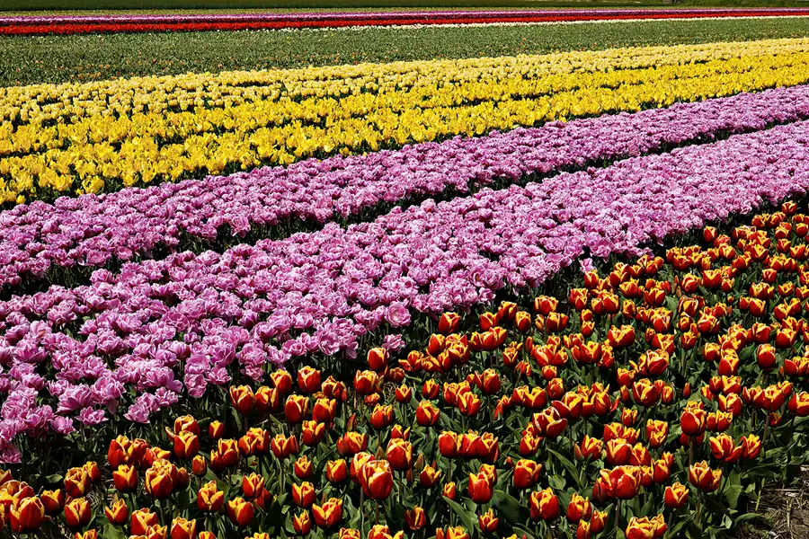 112 | 2024 | Egmond aan den Hoef | © carsten riede fotografie