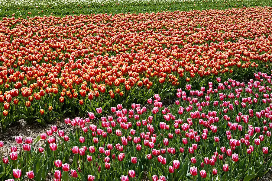113 | 2024 | Egmond aan den Hoef | © carsten riede fotografie