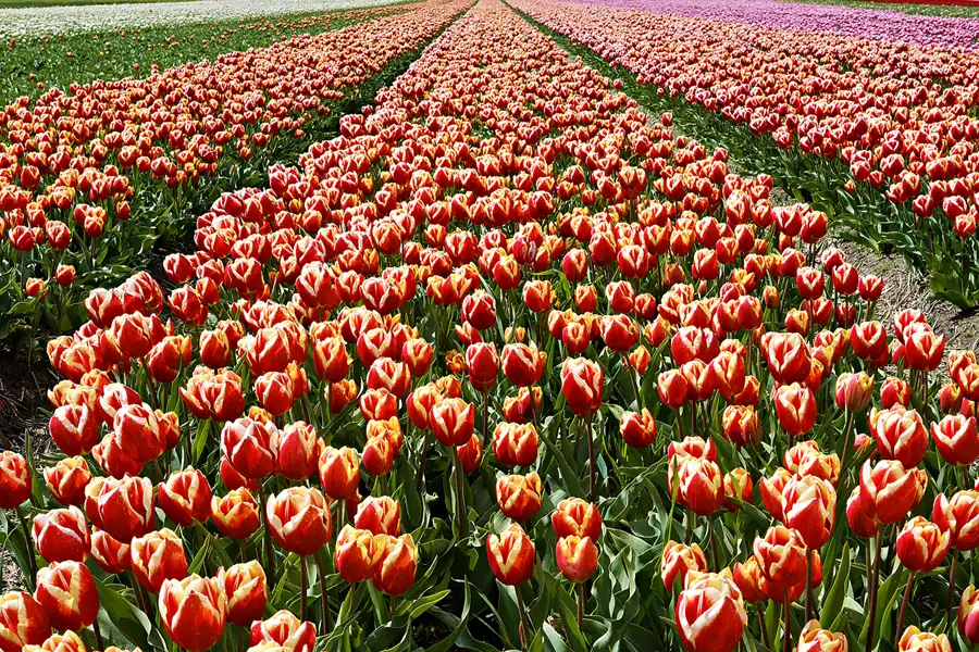 114 | 2024 | Egmond aan den Hoef | © carsten riede fotografie