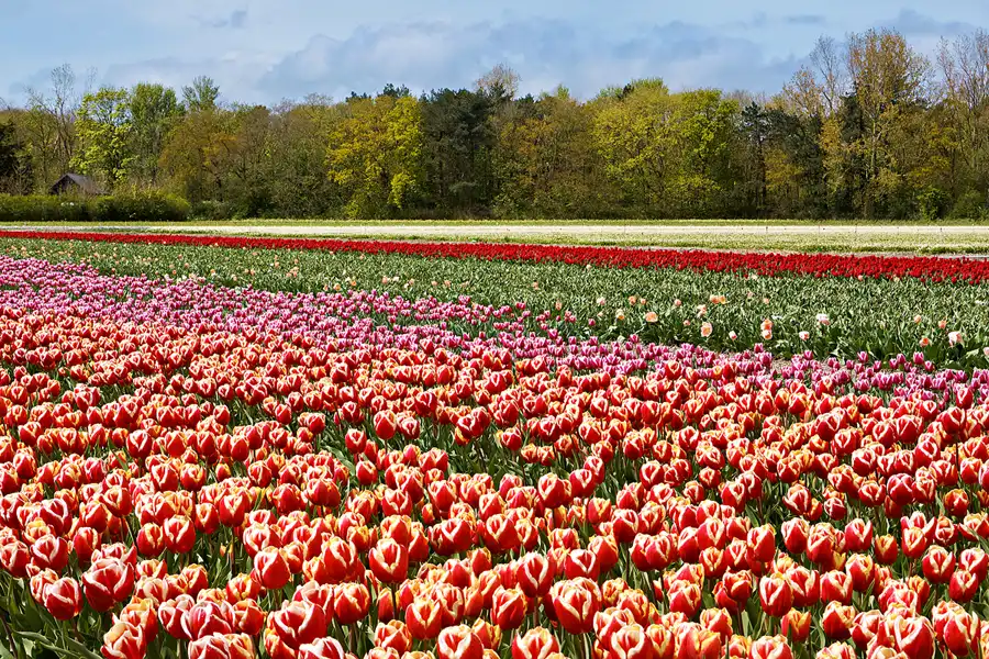 115 | 2024 | Egmond aan den Hoef | © carsten riede fotografie