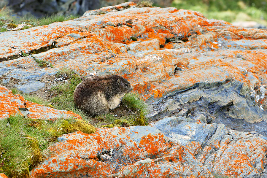 052 | 2024 | Grossglockner Hochalpenstrasse | © carsten riede fotografie