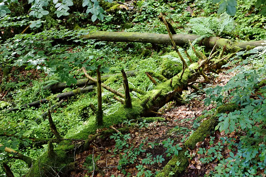 113 | 2024 | Kössen | Entenlochklamm | © carsten riede fotografie