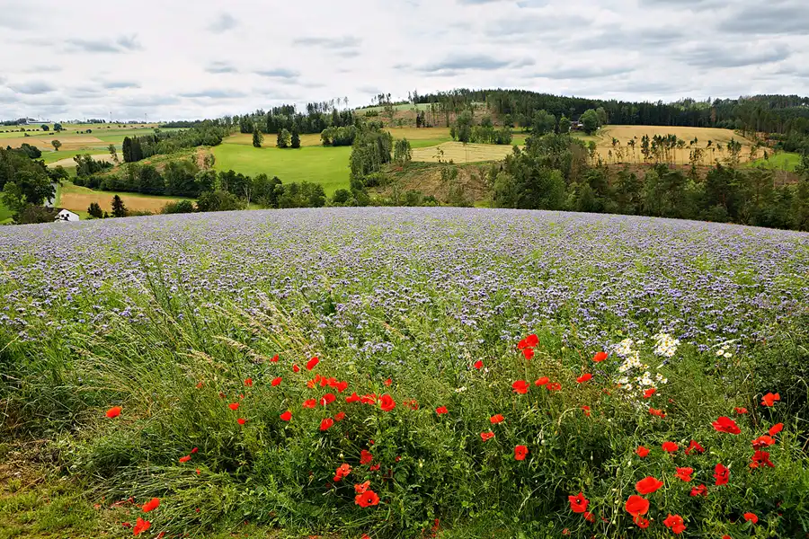 026 | 2024 | Berg OT Eisenbühl | Eisenpark Eisenbühl | © carsten riede fotografie
