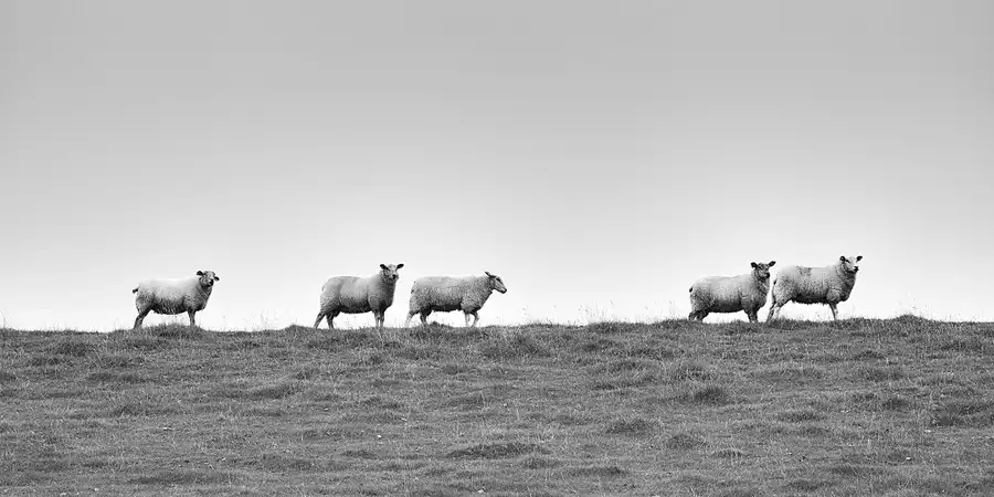 003 | 2024 | Pellworm | © carsten riede fotografie