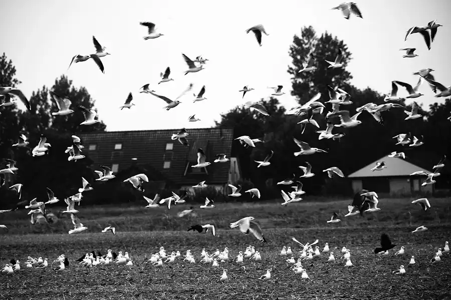 011 | 2024 | Pellworm | © carsten riede fotografie