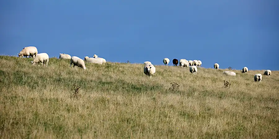 017 | 2024 | Pellworm | © carsten riede fotografie