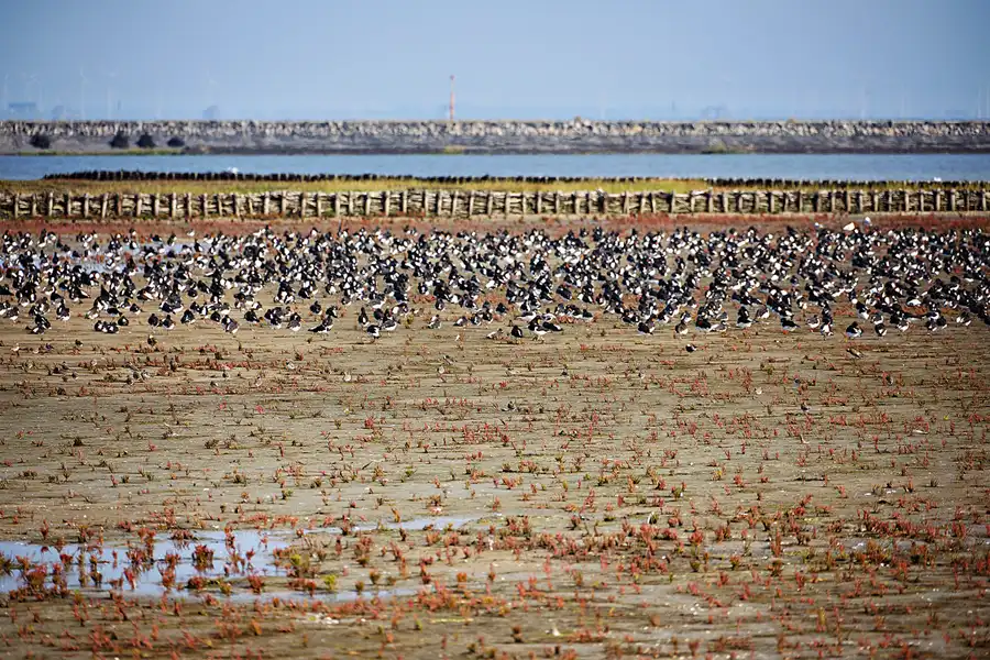 025 | 2024 | Pellworm | © carsten riede fotografie
