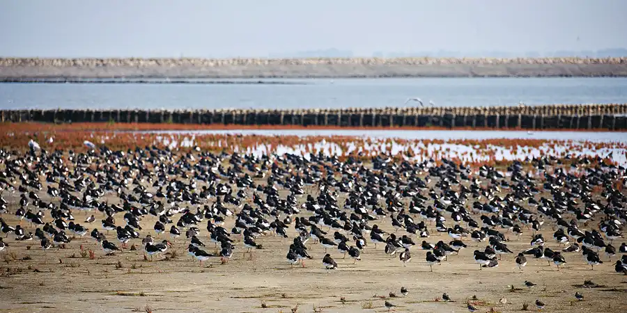 026 | 2024 | Pellworm | © carsten riede fotografie