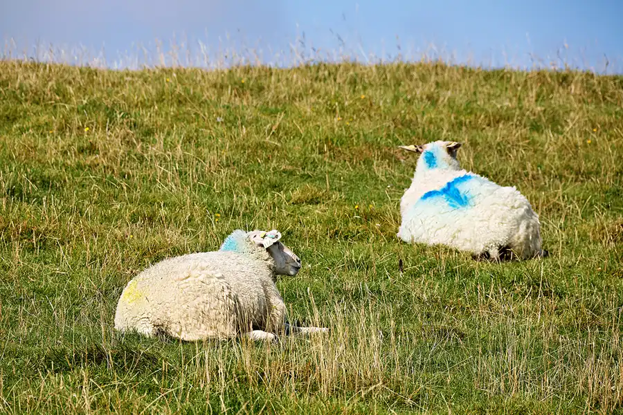 030 | 2024 | Pellworm | © carsten riede fotografie