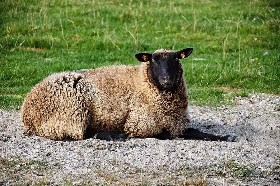 031 | 2024 | Pellworm | © carsten riede fotografie