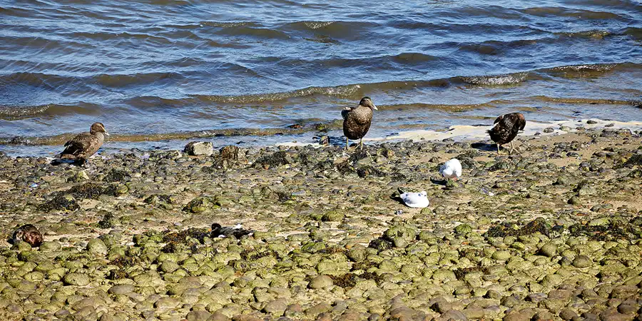 037 | 2024 | Amrum | © carsten riede fotografie