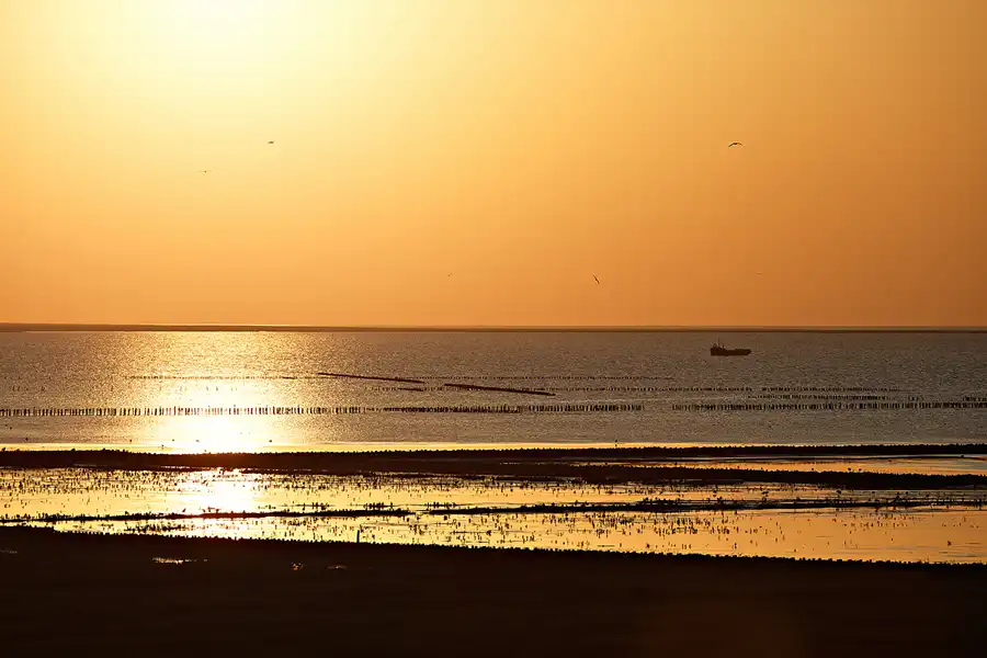 043 | 2024 | Norderfriedrichskoog | © carsten riede fotografie