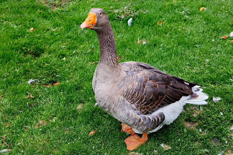 044 | 2024 | Beelitz GT Klaistow | Kürbisausstellung | © carsten riede fotografie