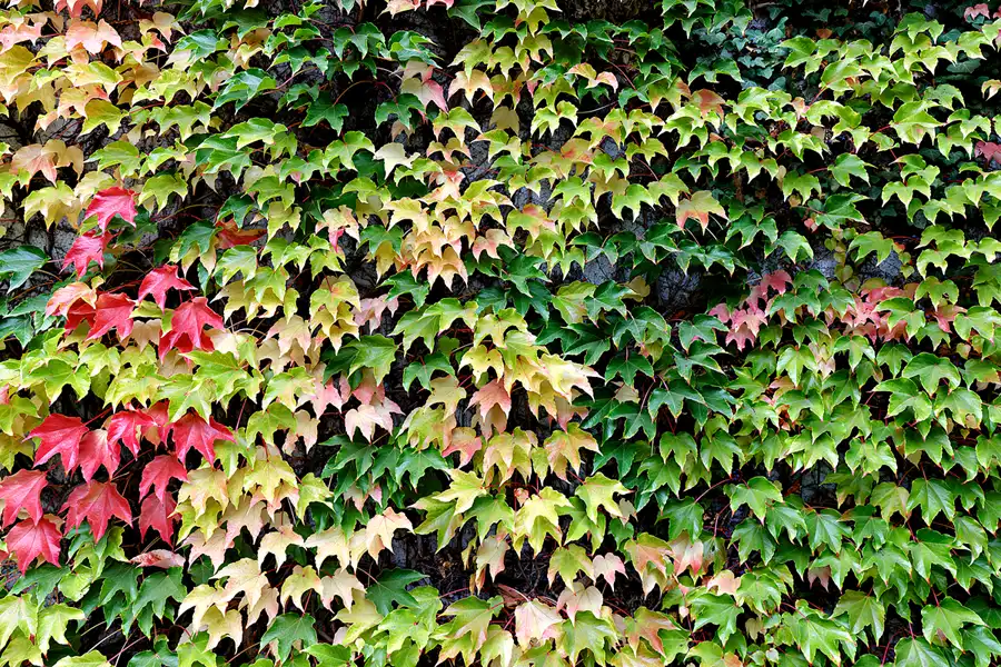 088 | 2025 | Berlin | Krematorium Berlin-Wedding – silent green Kulturquartier | © carsten riede fotografie