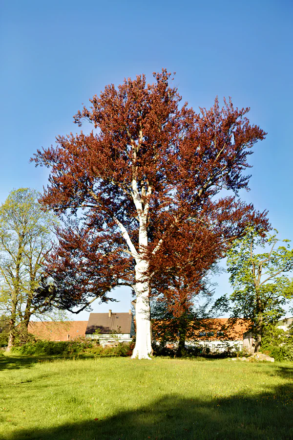 011 | 2025 | Grosskmehlen | © carsten riede fotografie