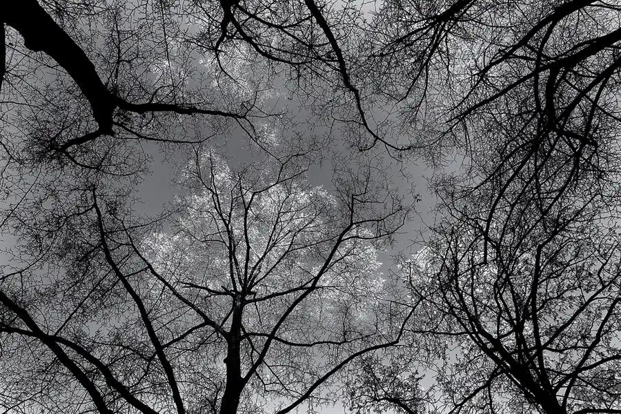 004 | 2025 | Berlin | Obersee-Orankesee-Park | © carsten riede fotografie