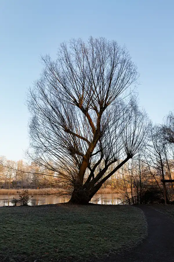 008 | 2025 | Berlin | Obersee-Orankesee-Park | © carsten riede fotografie