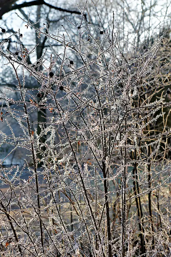 019 | 2025 | Berlin | Obersee-Orankesee-Park | © carsten riede fotografie
