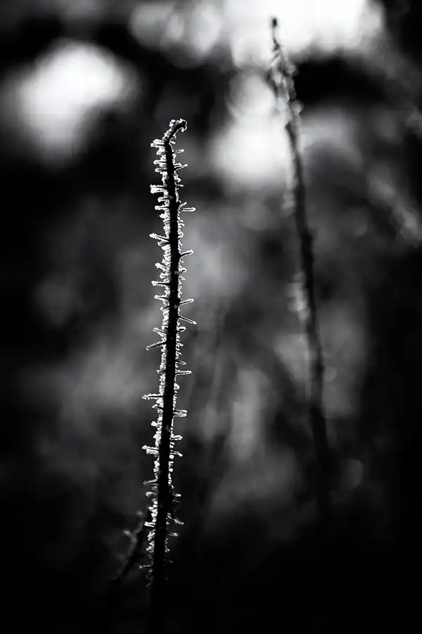 020 | 2025 | Berlin | Obersee-Orankesee-Park | © carsten riede fotografie