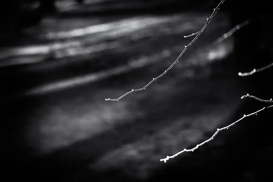 021 | 2025 | Berlin | Obersee-Orankesee-Park | © carsten riede fotografie