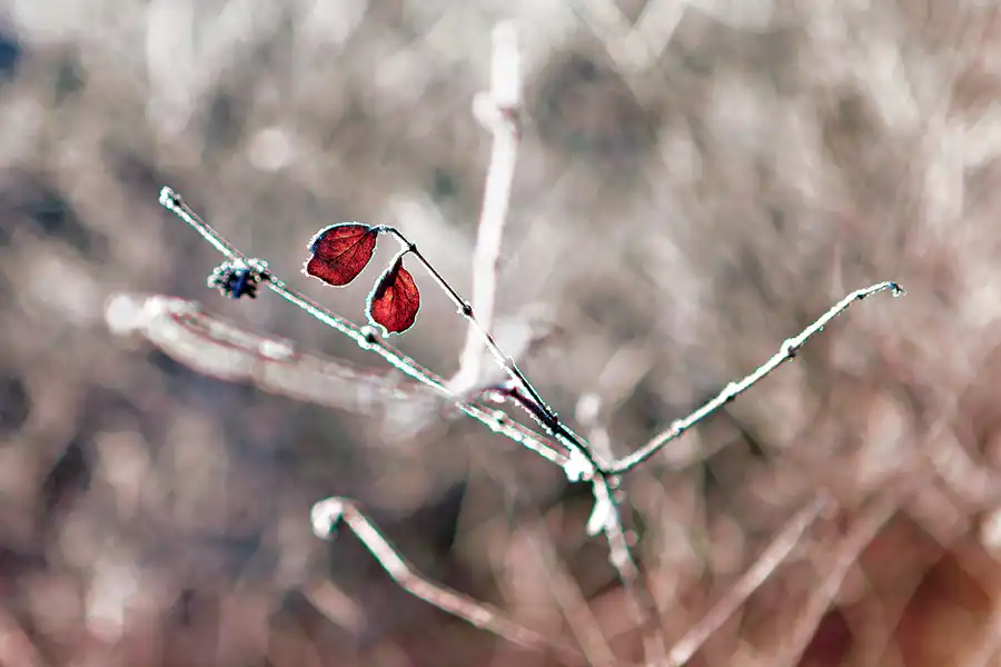 023 | 2025 | Berlin | Obersee-Orankesee-Park | © carsten riede fotografie