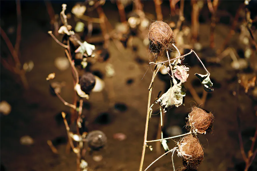 003 | 2025 | Berlin | Sammlung Scharf-Gerstenberg – Ausstellung Böse Blumen | © carsten riede fotografie