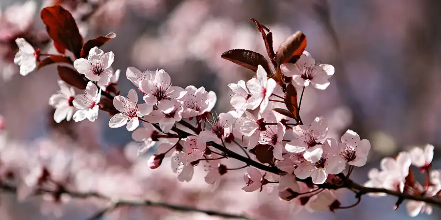 001 | 2025 | Berlin | Gärten der Welt im Erholungspark Marzahn | © carsten riede fotografie