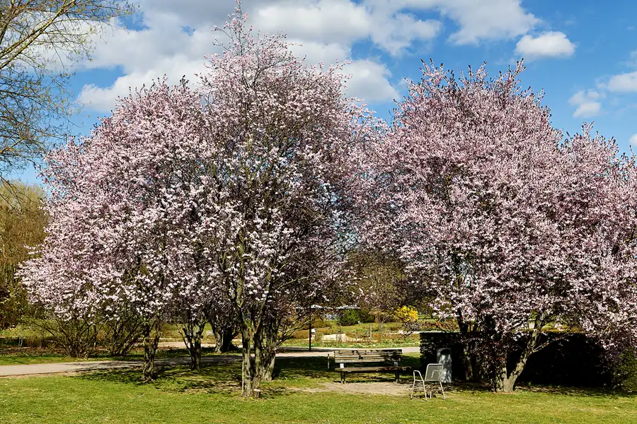 002 | 2025 | Berlin | Gärten der Welt im Erholungspark Marzahn | © carsten riede fotografie